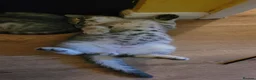 Scottish Fold cats for sale: Scottish fold/straight snow leopards  - Advert 18
