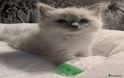 Ragdoll cats for sale: 💕💛GCCF Registered 💛💕Pedigree Ragdoll kittens - Image 8