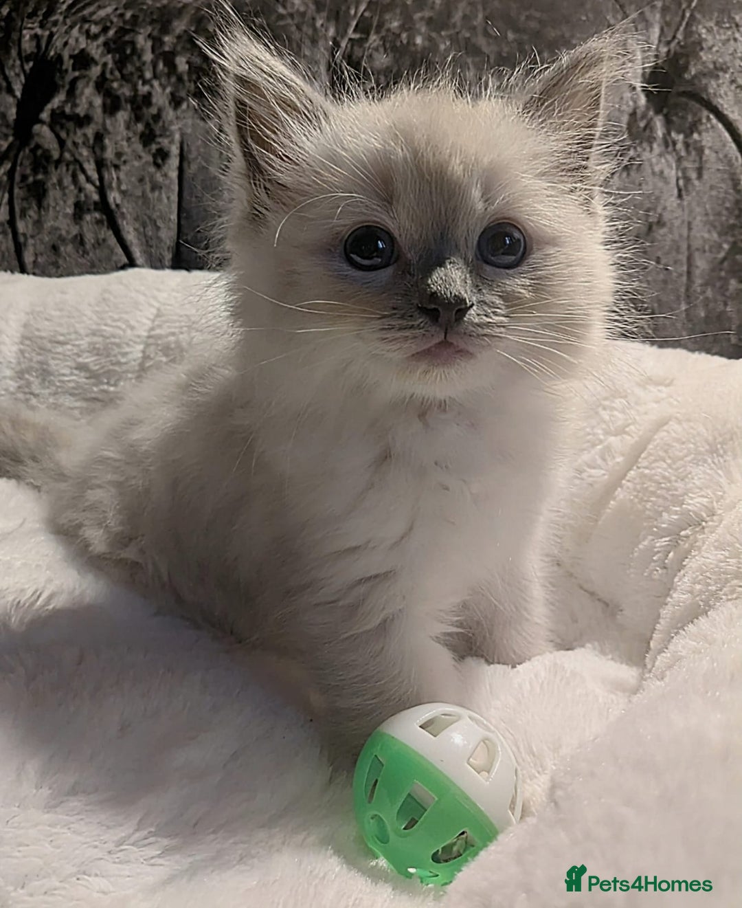 Ragdoll cats for sale: 💕💛GCCF Registered 💛💕Pedigree Ragdoll kittens - Image 8