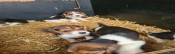 Beagle dogs for sale: 7 Beagle Puppies  in Wakefield - Advert 14