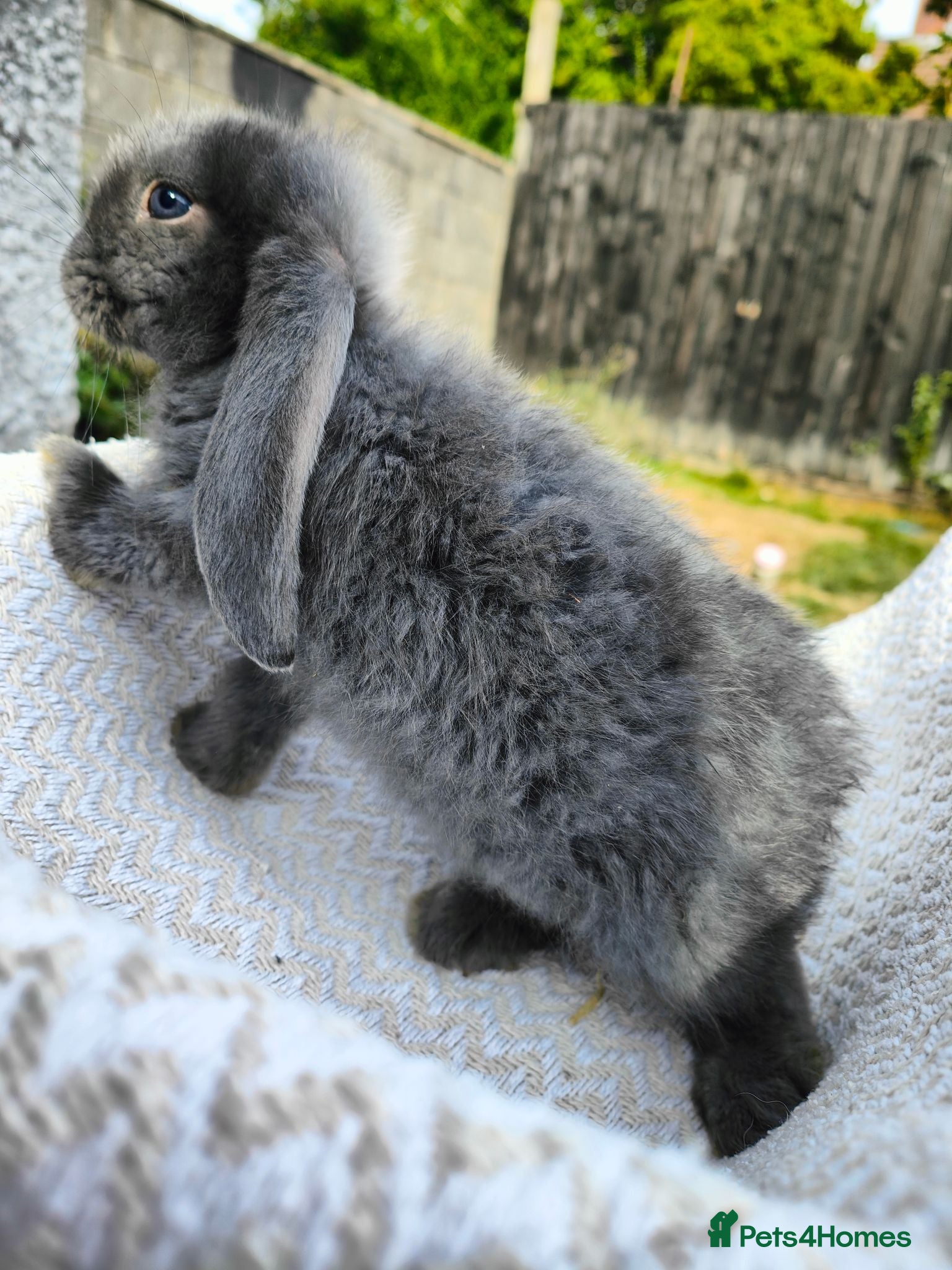 French Lop rabbits Giant french lops  - Advert 17