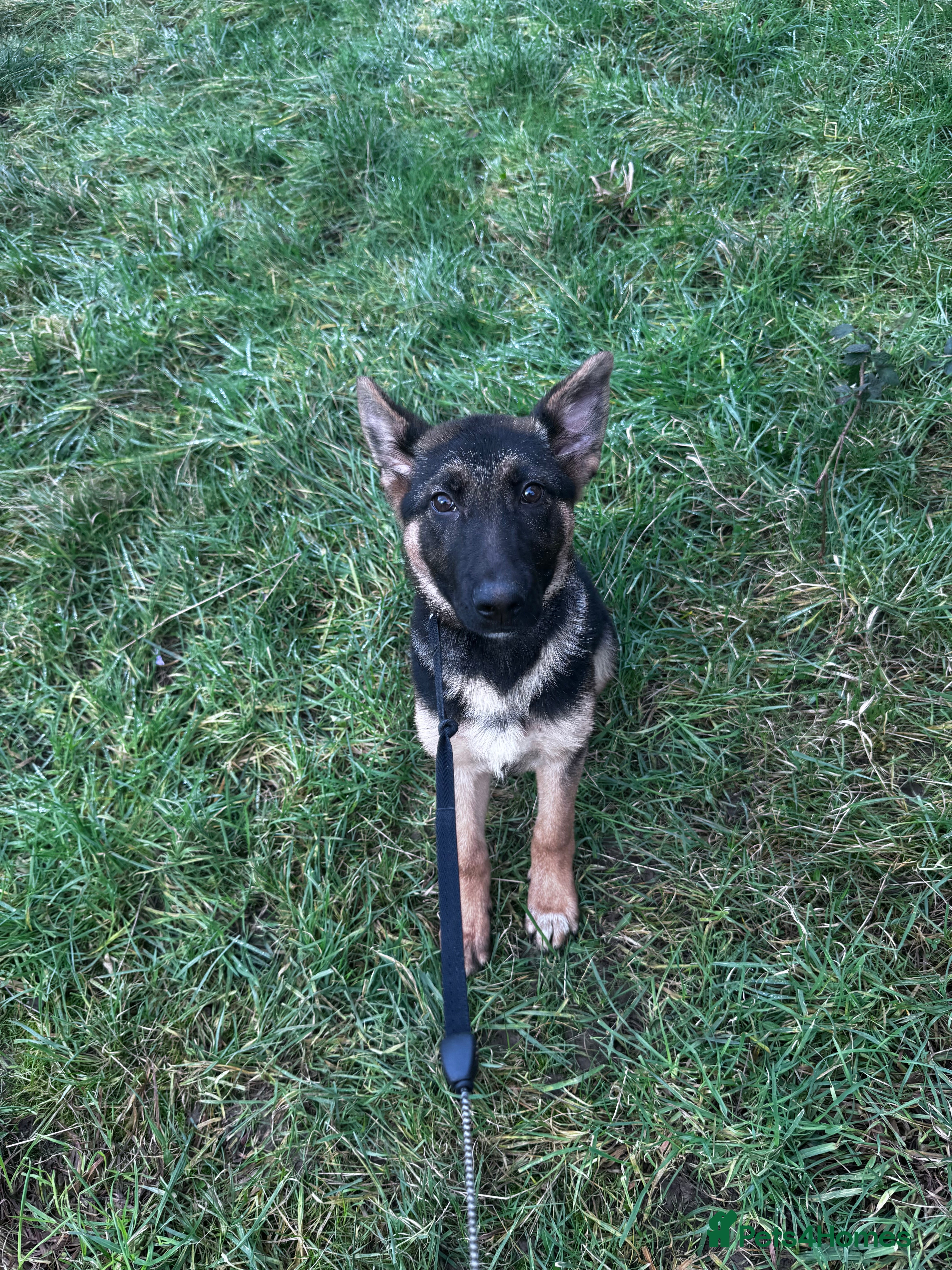 German Shepherd dogs Adorable German shepherd female 16weeks old!! - Advert 3