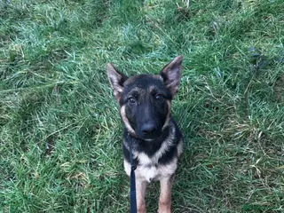 German Shepherd dogs Adorable German shepherd female 16weeks old!! - Advert 3
