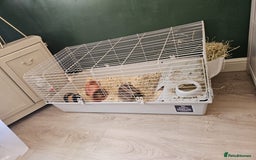 Guinea Pig rodents for sale: X2 Male Guinea Pigs - Advert 4