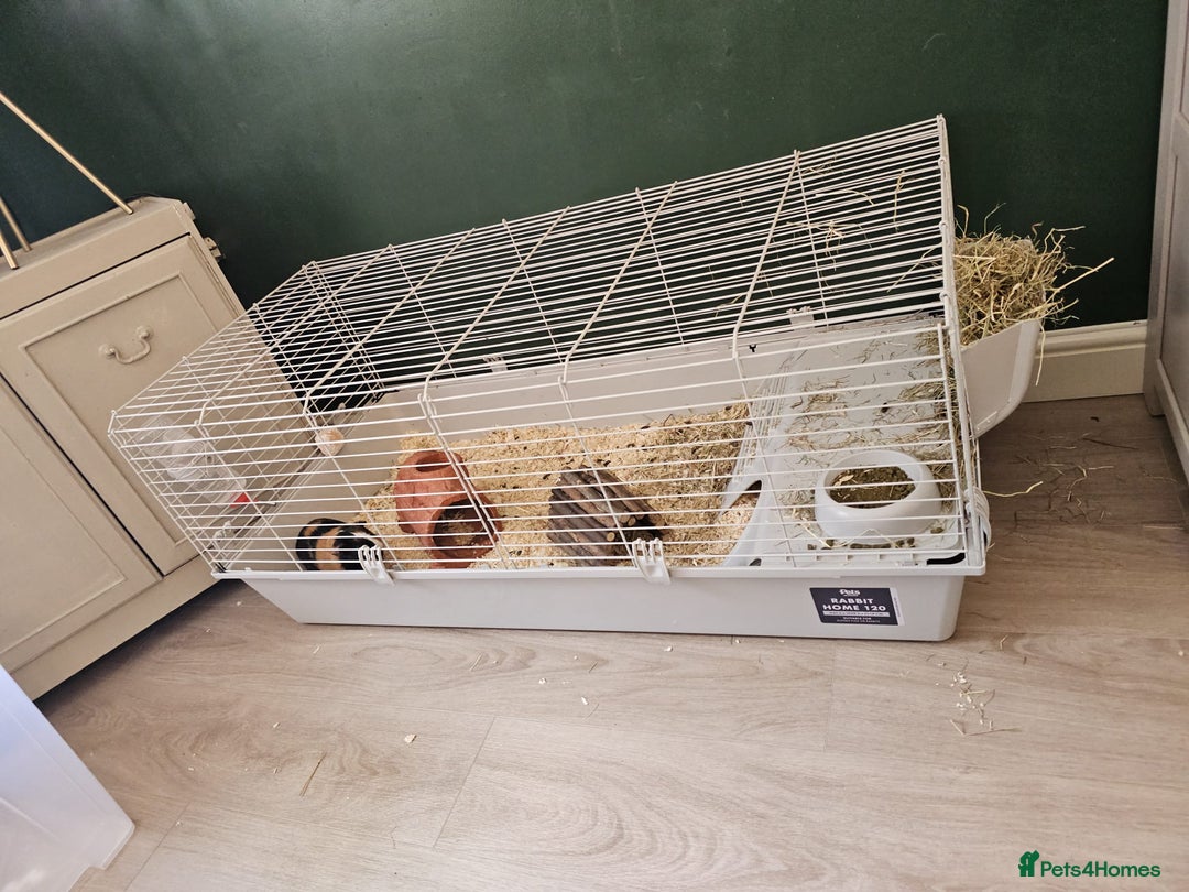 Guinea Pig rodents for sale: X2 Male Guinea Pigs - Advert 4
