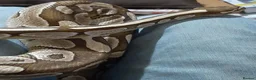 Python Snake reptiles for sale: Caramel ball python  - Advert 3