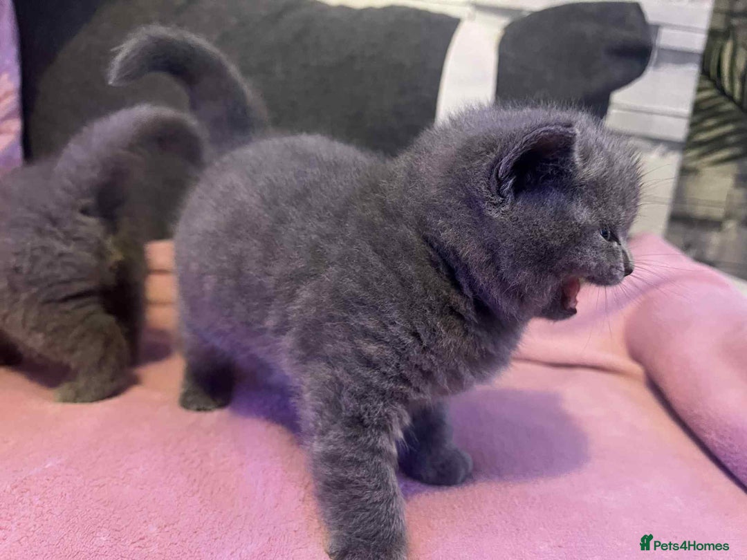 British Shorthair cats for sale: 3 Adorable BRITISH SHORTHAIR!!!!  - Advert 13