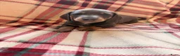 Dachshund dogs for sale: Quality Dachunds - Advert 36