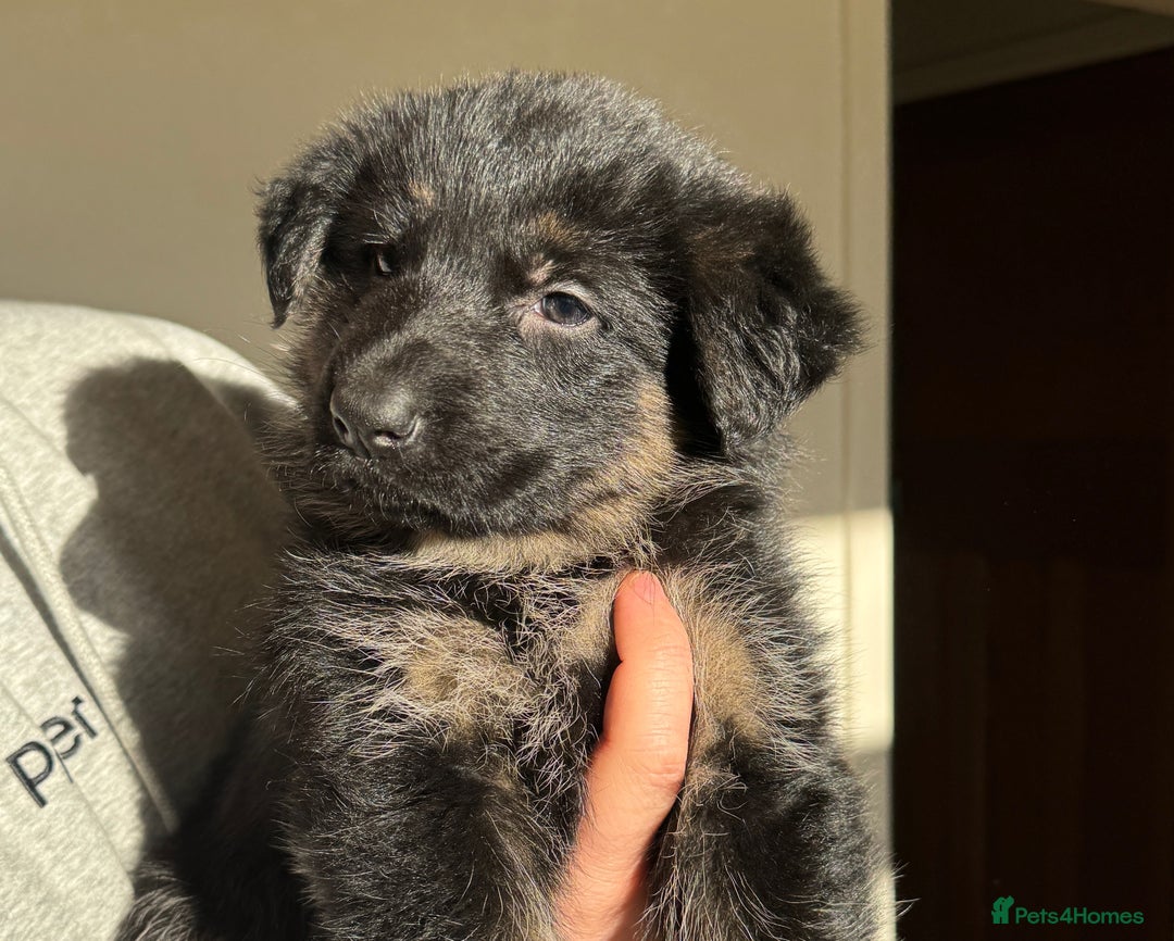 German Shepherd dogs for sale: Black & Tan GSD Puppies - Advert 11