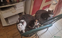 Mixed Breed cats for sale: Kittens for sale  - Image 5