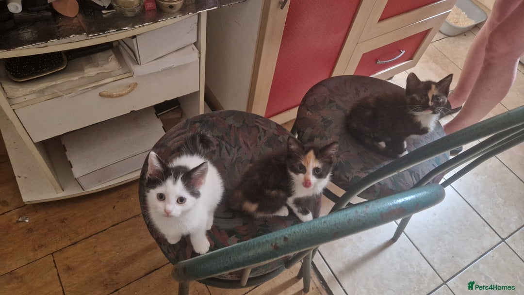 Mixed Breed cats for sale: Kittens for sale  - Image 5