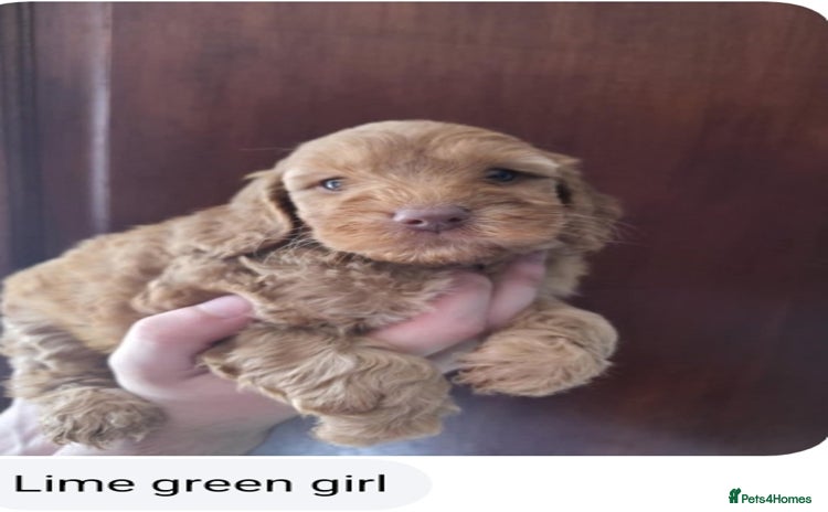 Cockapoo dogs - Advert 1