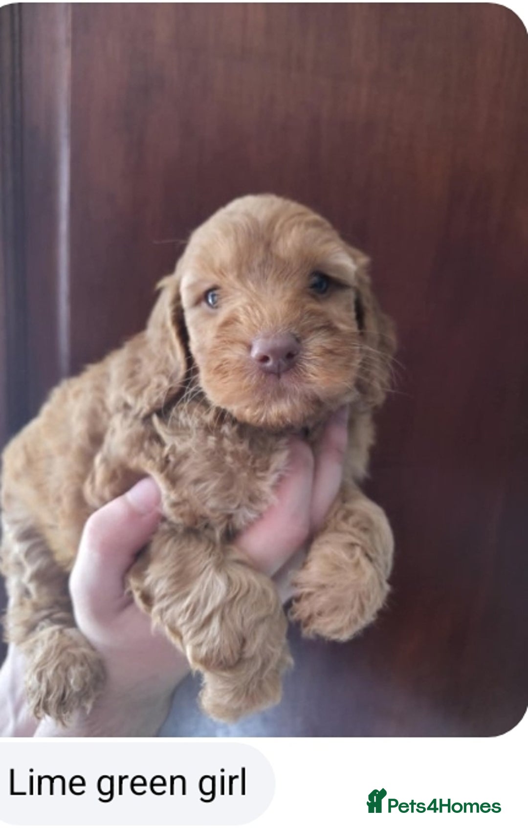 Cockapoo dogs for sale: Stunning F1 Cocokapoos - Image 1
