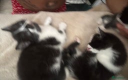 Mixed Breed cats for sale: Beautiful marking very fluffy  - Image 12