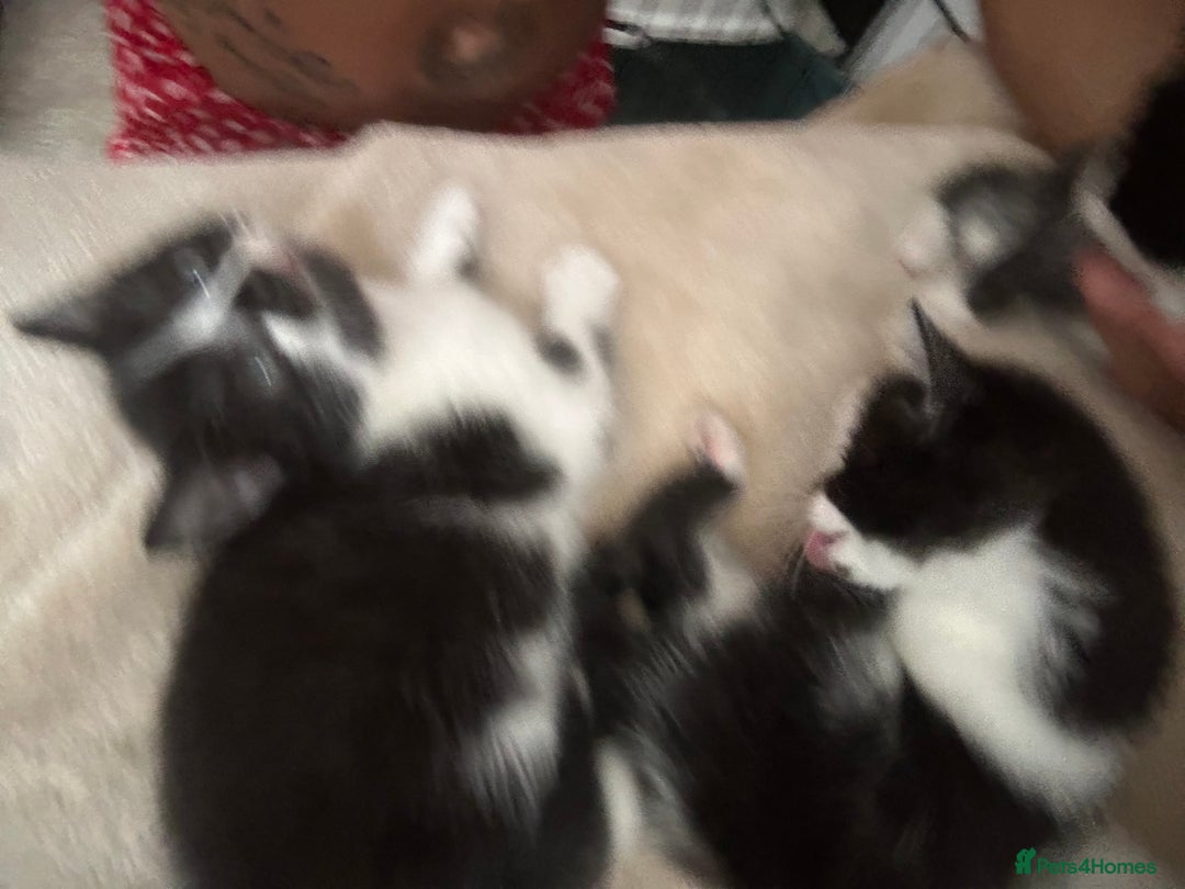 Mixed Breed cats for sale: Beautiful marking very fluffy  - Image 12