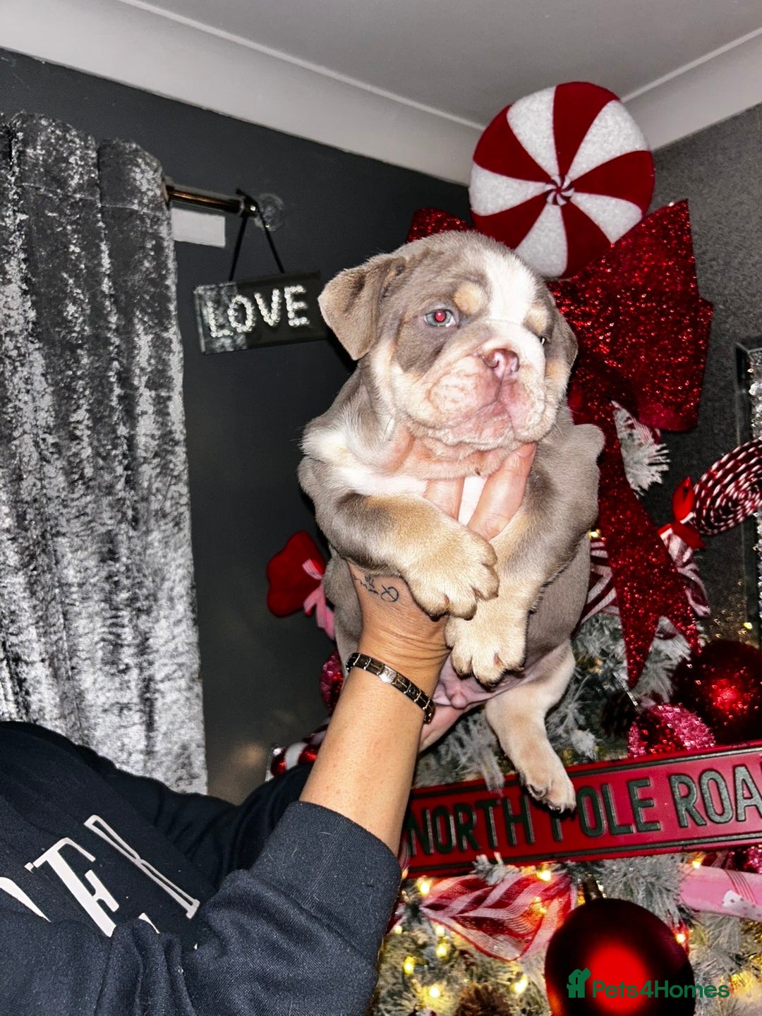 English Bulldog dogs for sale: English bulldogs - Advert 9