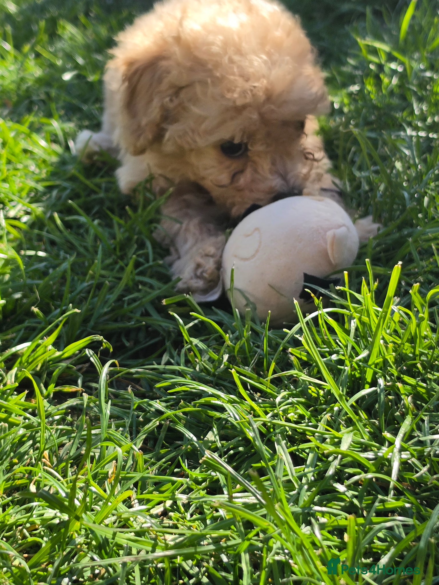 Poochon dogs for sale: Boys 850 , Girls 1050  - Advert 11