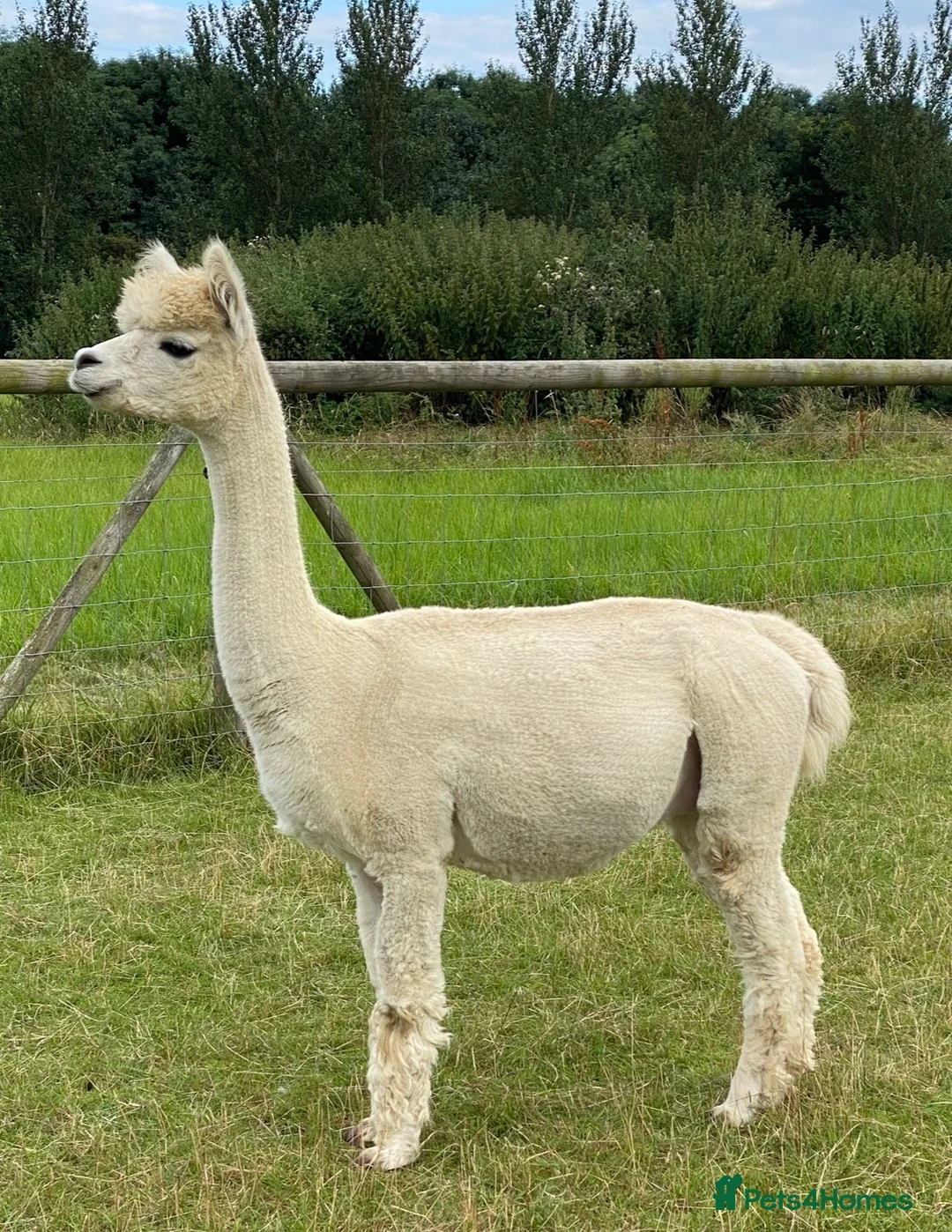 Alpaca livestock for sale: Group 4 Female Alpaca  in Ipswich - Advert 1