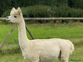 Alpaca livestock Group 4 Female Alpaca in Ipswich - Advert 8