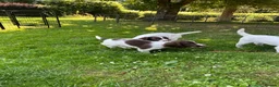 English Springer Spaniel dogs for sale: FTCh x OFTW dog puppy available  - Advert 4
