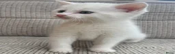 British Shorthair cats for sale: British Shorthair kittens. - Advert 4