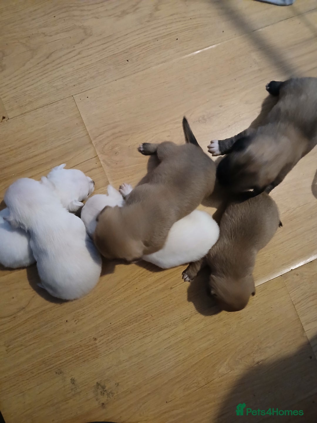 Mixed Breed dogs for sale: Jackawawas  - Image 3
