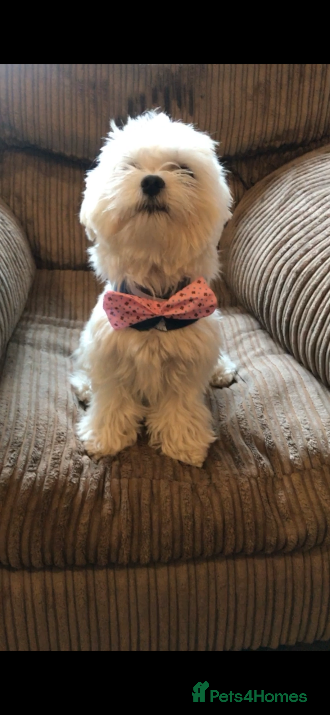 Maltese dogs for stud: Mrs Bubble - Advert 3