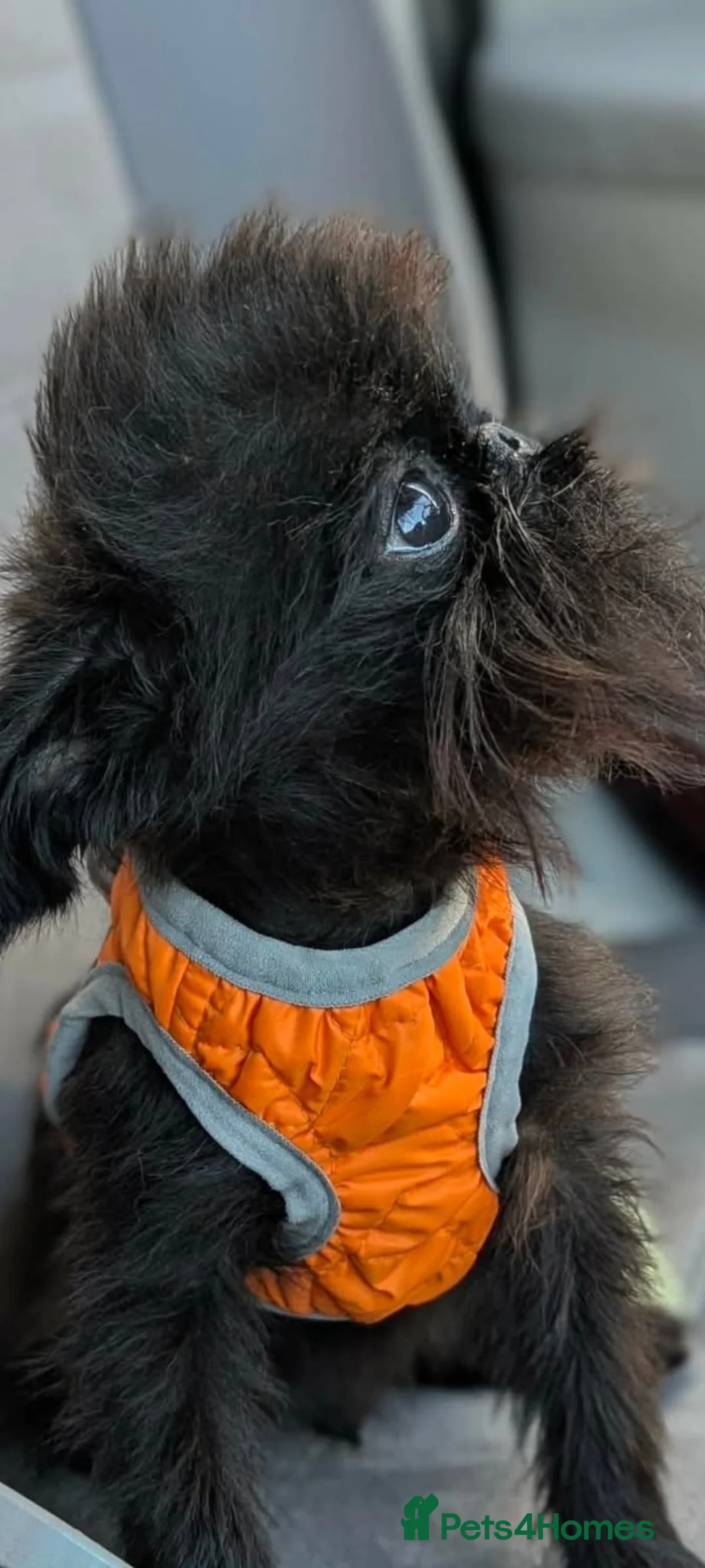 Griffon Bruxellois dogs for sale: Tiny Black Male in Holmfirth - Advert 2