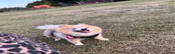 Pomeranian dogs for sale: Lovely Family Dog Looking for a Loving New Home - Advert 1