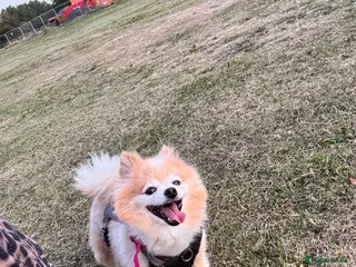 Pomeranian dogs Lovely Family Dog Looking for a Loving New Home - Advert 12
