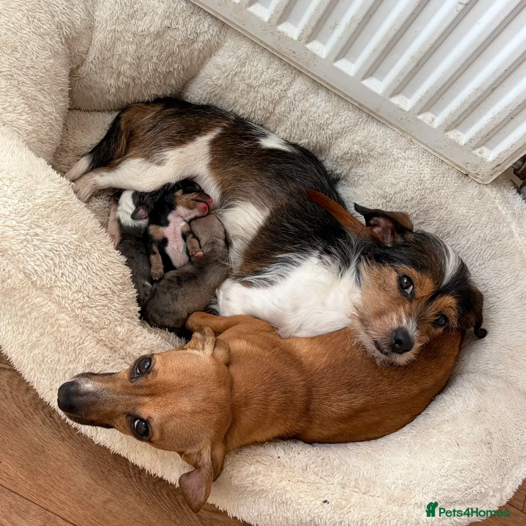 Mixed Breed dogs for sale: Dachshund x Jack russel puppy - Advert 2
