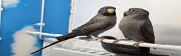 Budgerigars birds for sale: Stunning Budgies, various colors & Mutations - Advert 17