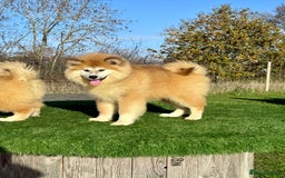 Japanese Akita Inu dogs for sale: 2 stunning longcoats - Advert 7