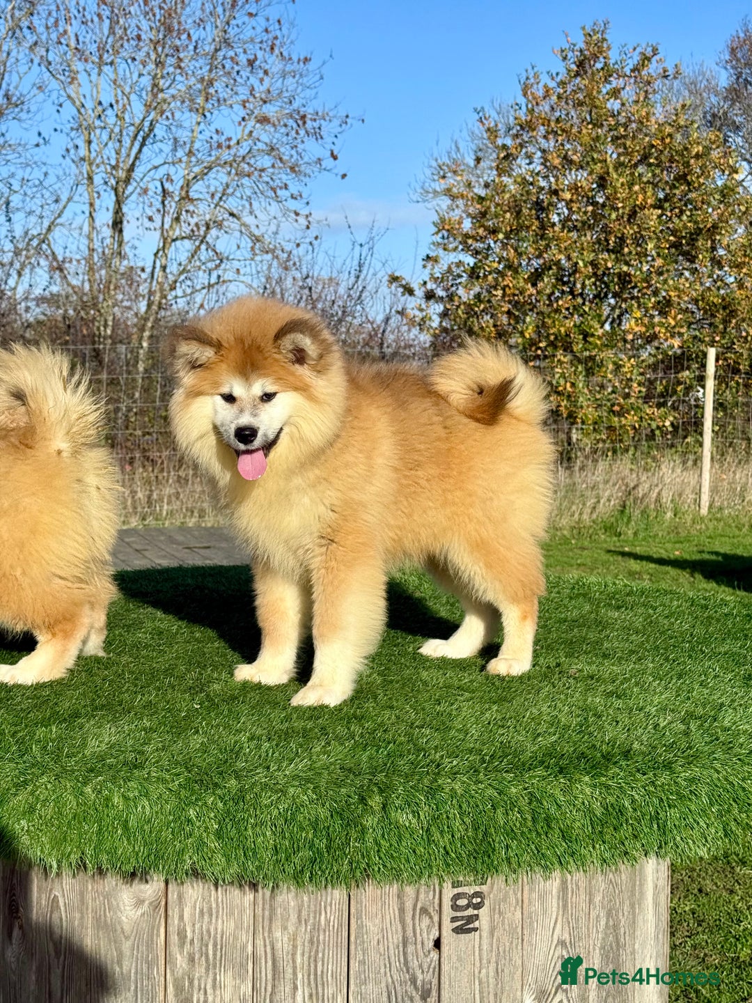 Japanese Akita Inu dogs for sale: 2 stunning longcoats - Advert 7
