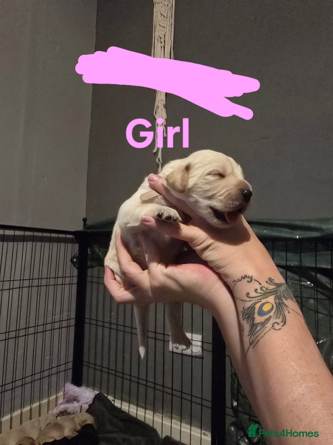 Goldendoodle dogs for sale: Labradoodles puppies - Advert 5