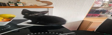 American Shorthair 1
