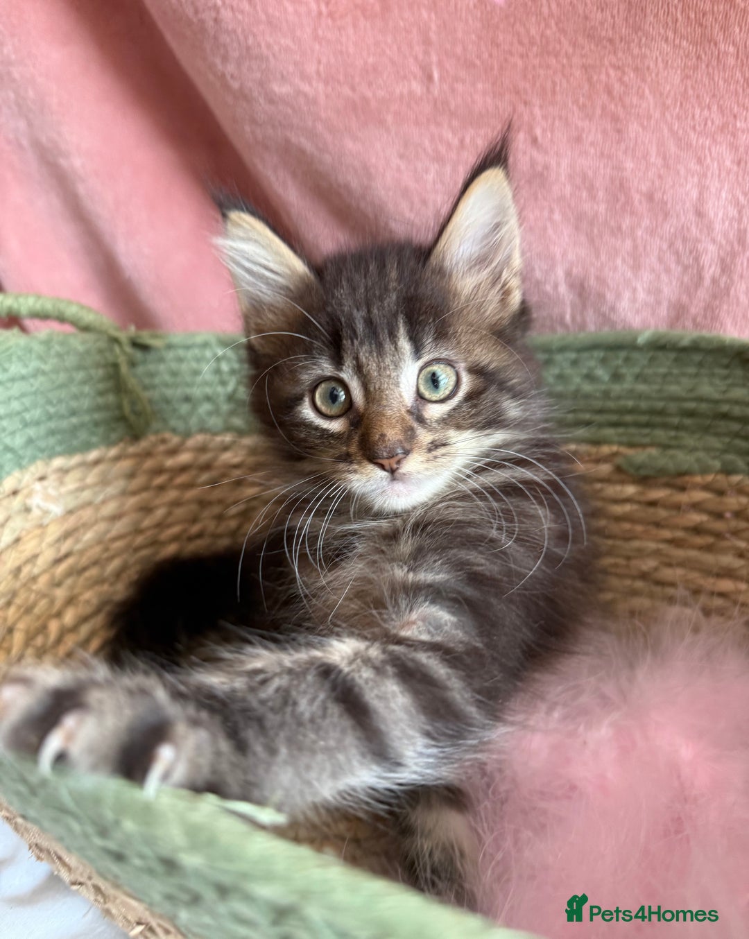Maine Coon cats for sale: GCCF DNA Tested Male Maine Coon Kitten - Image 12