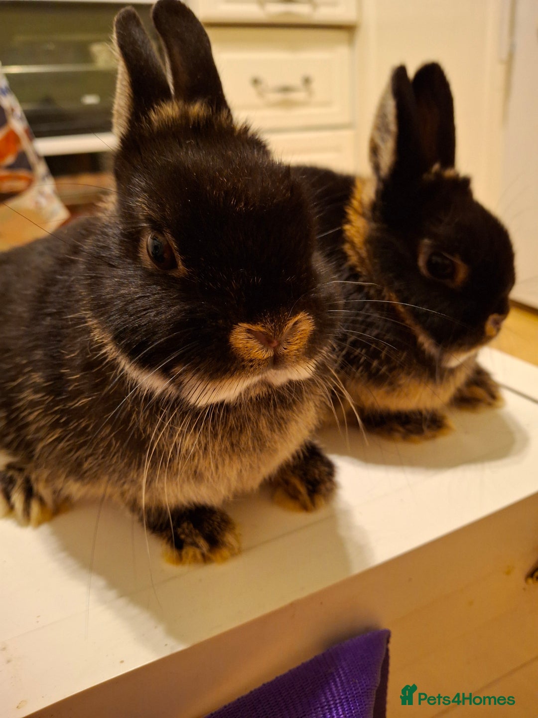 Netherland Dwarf rabbits for sale: 2 beautiful netherland dwarfs  - Advert 1