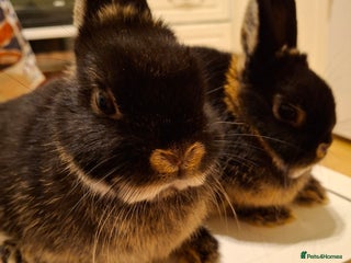 Netherland Dwarf rabbits 2 beautiful netherland dwarfs - Advert 1