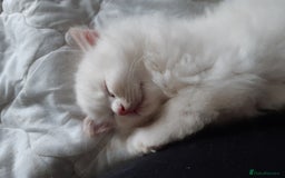 Ragdoll cats for sale: Ragdoll/Persian kittens - Image 4