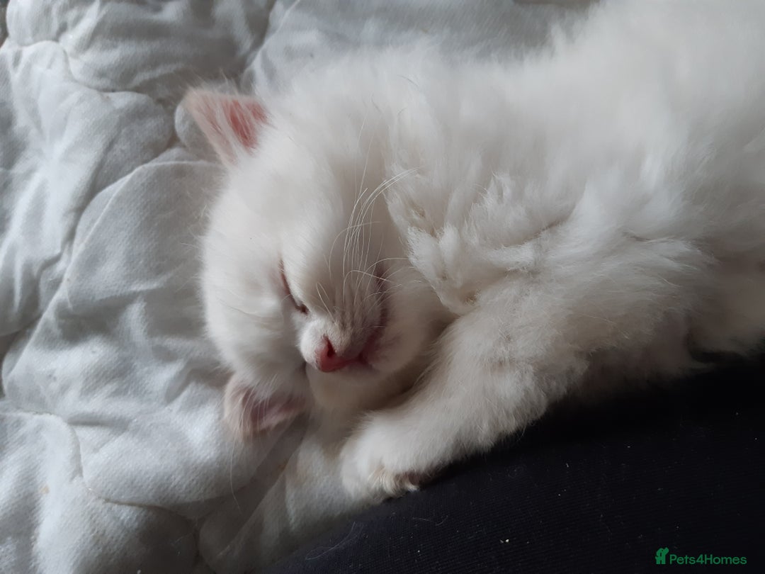 Ragdoll cats for sale: Ragdoll/Persian kittens - Image 4
