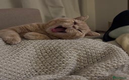 British Shorthair cats for sale: Our wonderful boy, Ferguson for sale  - Advert 23