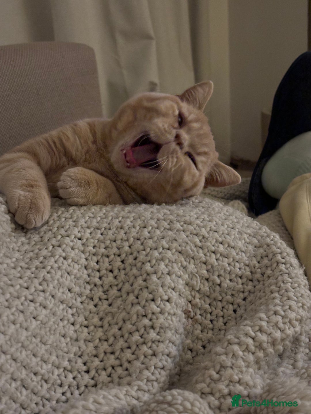 British Shorthair cats for sale: Our wonderful boy, Ferguson for sale  - Advert 23