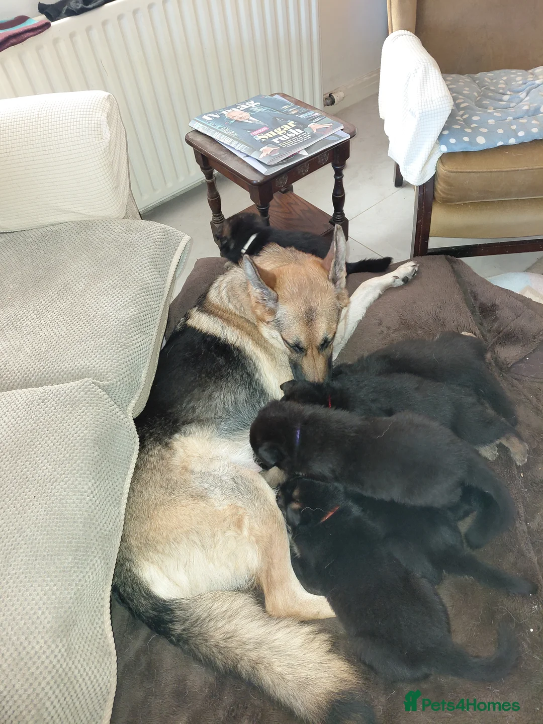 German Shepherd dogs for sale: gsd puppies for sale - Advert 4
