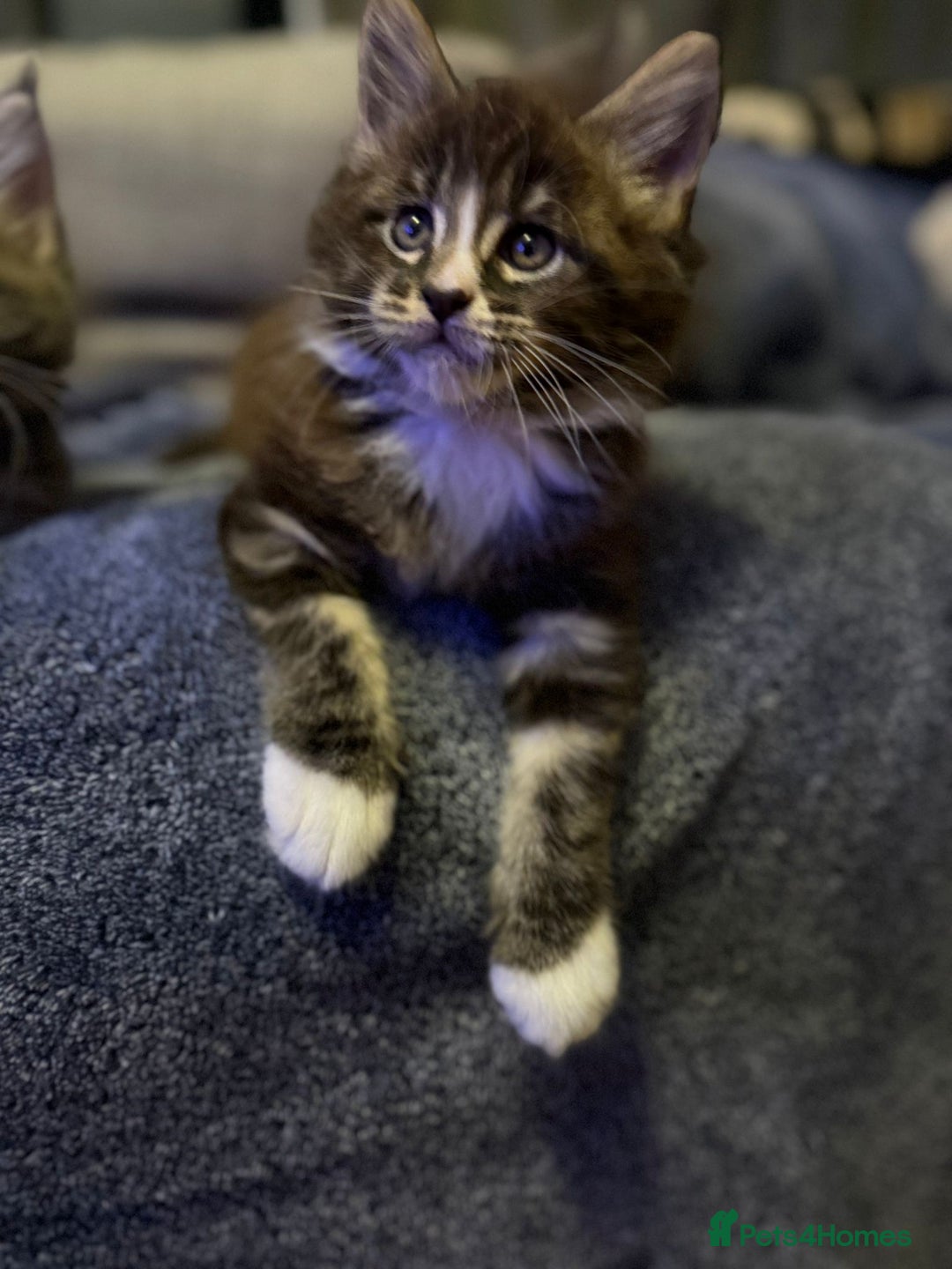 Maine Coon cats for sale: Full Maine coon kittens available  - Advert 14