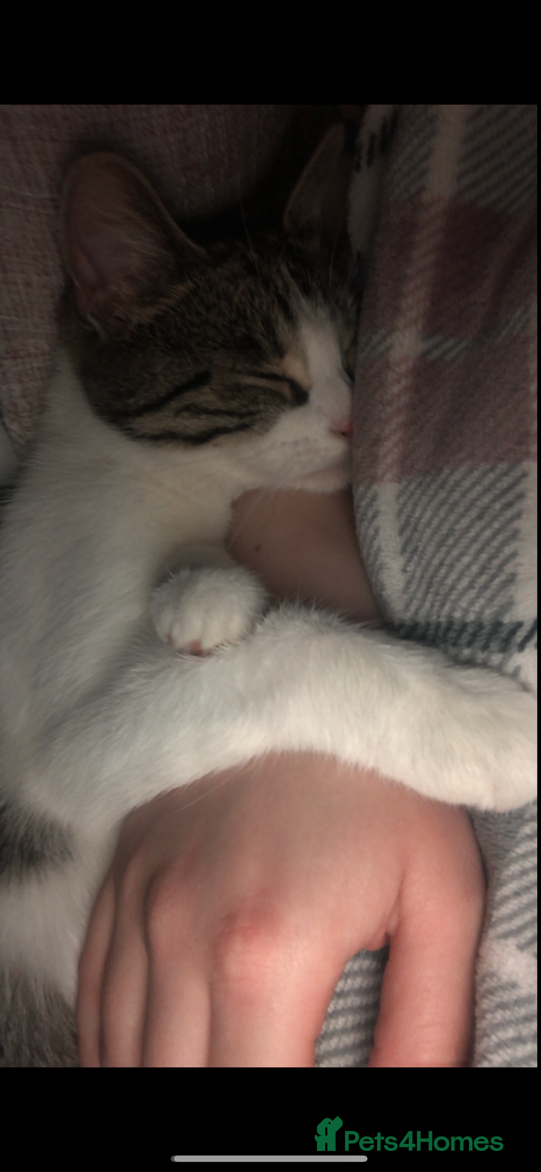 Mixed Breed cats for sale: THREE BLACK KITTENS AVAILABLE  - Image 2