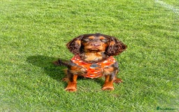 Cocker Spaniel dogs for stud: 🐾 Proven Stud - Healthy Working Cocker Spaniel 🐾 - Image 13