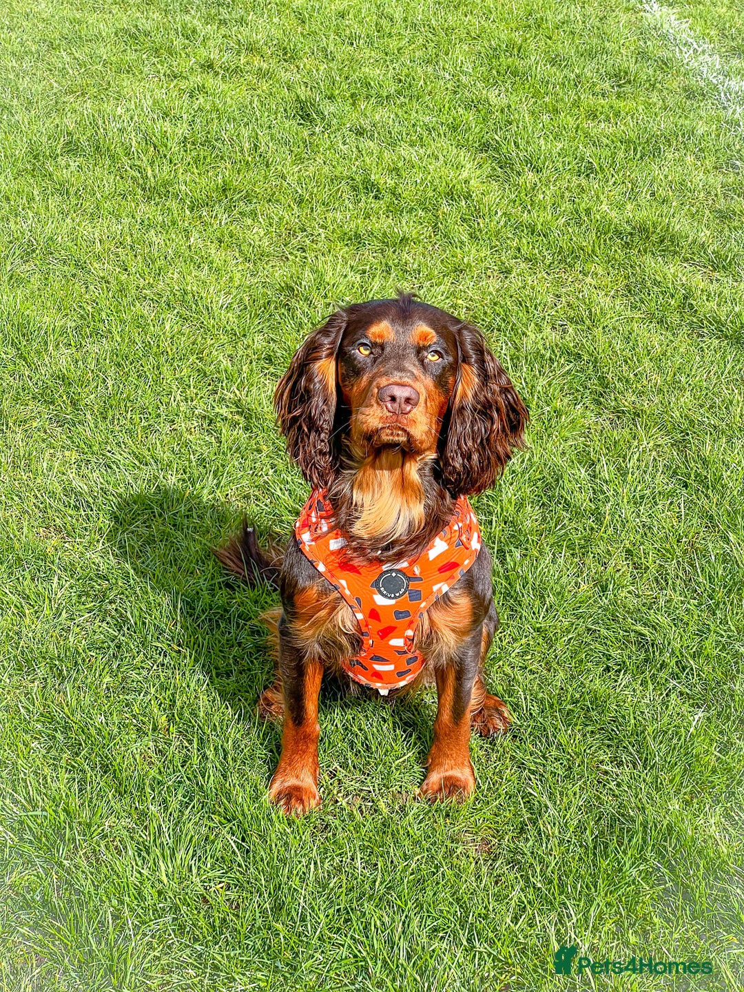 Cocker Spaniel dogs for stud: 🐾 Proven Stud - Healthy Working Cocker Spaniel 🐾 - Image 13