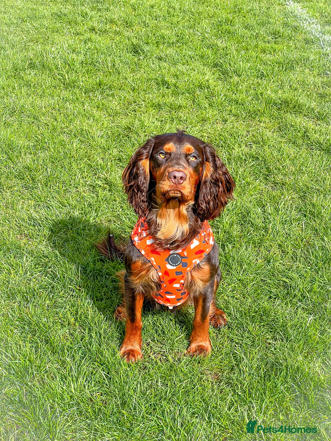 Cocker Spaniel dogs for stud: 🐾 Proven Stud - Healthy Working Cocker Spaniel 🐾 - Advert 21