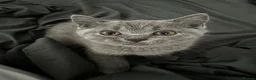 British Shorthair cats for sale: One blue BSH boy - Advert 5